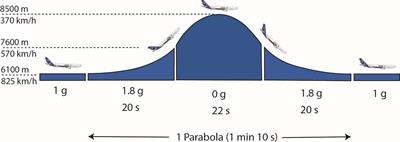 Spatial Updating Depends on Gravity